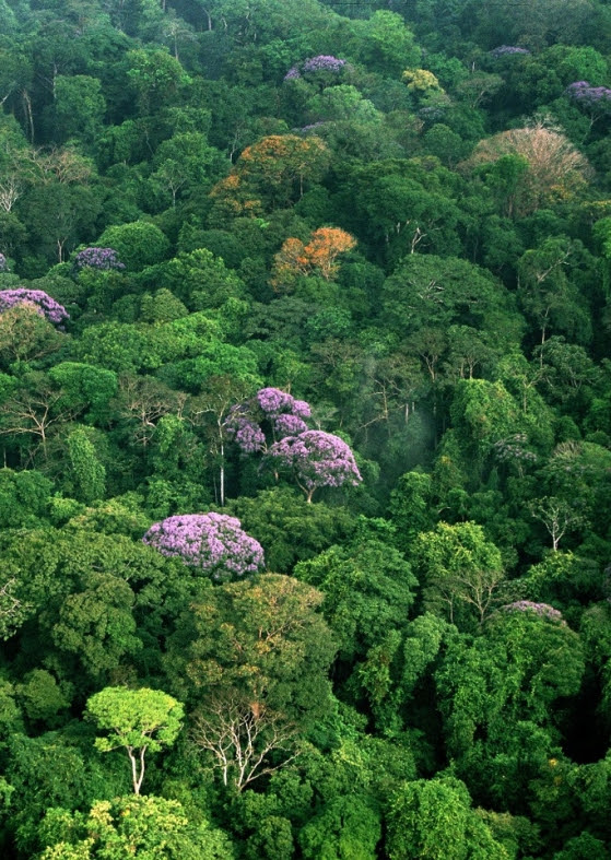 Los árboles crecen más rápido y almacenan más carbono a medida que envejecen