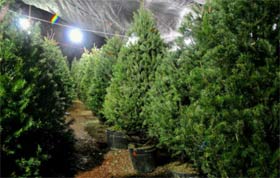Mejoran ventas de arbolitos navideños este año