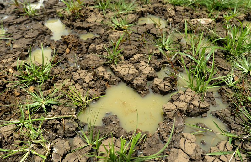 Panamá, “El niño” y la sequía