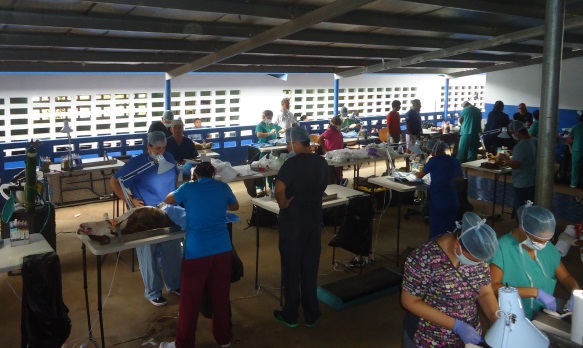 Más de 800 animales esterilizados en Burunga
