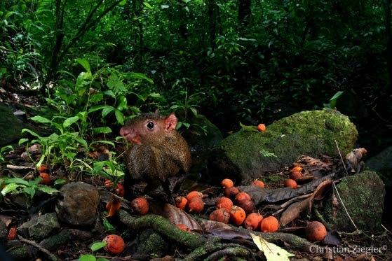 Los roedores del bosque tropical arriesgan sus vidas para alimentarse