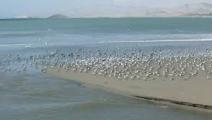 Especies migratorias de América Latina en taller desde hoy en Panamá