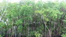 Desarrolladores pierden batalla legal y Bahía de Panamá recupera estatus de refugio de vida silvestre