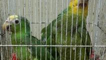 Recuperan loros y pericos que iban a ser comercializados