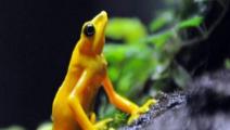 Exhiben ranas venenosas nativas en un hotel de Panamá